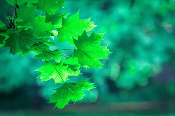Świeże zielone liście klonu w zbliżeniu na rozmytym tle leśnego bokeh. Zdjęcie oddaje energię wiosny i spokój natury. Idealne na tło lub do projektów ekologicznych. © Henryk Niestrój