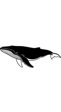 Black whale swimming in the ocean.
