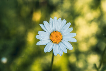 Pojedynczy kwiat stokrotki (margerytki) z kroplami rosy na płatkach. Makro ujęcie na rozmytym, ciemnozielonym tle bokeh, oddające świeżość poranka, czystość i naturalne piękno letniego ogrodu. © Henryk Niestrój