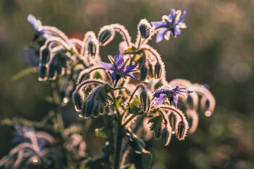 Fioletowy kwiat ogórecznika pokryty rosą w świetle poranka. Makro zbliżenie z efektownym bokehem. Delikatność natury, motyw ziołolecznictwa i ekologicznego ogrodu miododajnego. © Henryk Niestrój