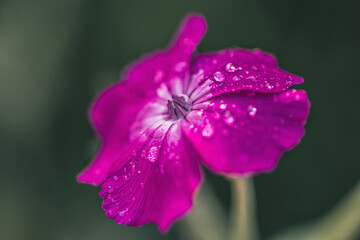 Intensywnie różowy kwiat pokryty kroplami rosy w zbliżeniu makro. Nastrojowe, ciemne tło podkreśla detale płatków. Idealne do tematów wellness, SPA i dekoracji wnętrz. © Henryk Niestrój