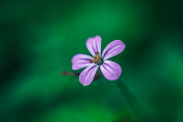 Makro zbliżenie na delikatny fioletowy kwiatek z białymi prążkami na rozmytym, głębokim zielonym tle. Idealne zdjęcie do projektów związanych z naturą, botaniką, ekologią i spokojem. © Henryk Niestrój