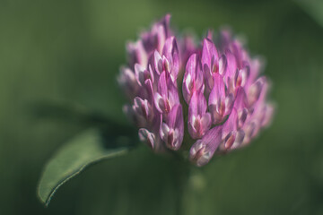 Makrofotografia kwiatu koniczyny czerwonej (łąkowej) na rozmytym zielonym tle. Miękkie światło podkreśla strukturę i różowy kolor płatków. Naturalny detal polnej flory o letnim nastroju. © Henryk Niestrój