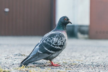 Portret gołębia miejskiego na żwirowym podłożu. Detale upierzenia i charakterystyczne czerwone nogi na rozmytym tle miejskiej architektury. Autentyczna natura w sercu miasta. © Henryk Niestrój