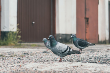 Grupa gołębi na żwirowym podłożu przed rzędem garaży i blokiem mieszkalnym. Autentyczny miejski pejzaż, przyroda w mieście i industrialny klimat w pochmurny dzień. © Henryk Niestrój