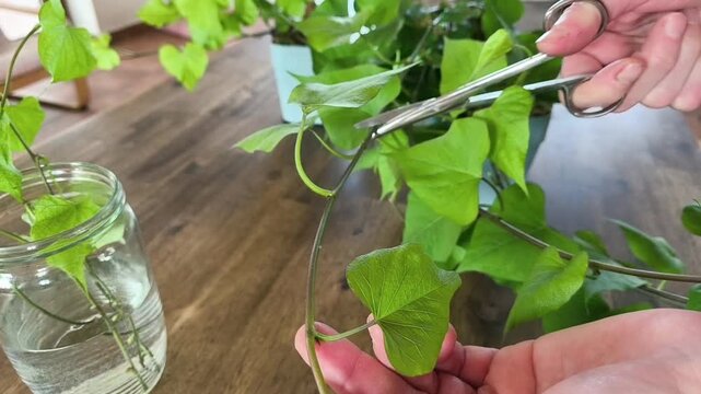 How to propagate sweet potatoes from cuttings in a home kitchen, creating new slips for planting.