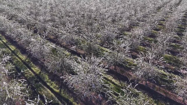 Explosi&oacute;n primaveral de frutales en flor