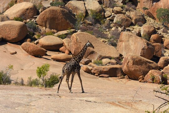 Afrikanische Steppengiraffe (giraffa camelopardalis) in der Steinlandschaft des Erongo Gebirge in Namibia