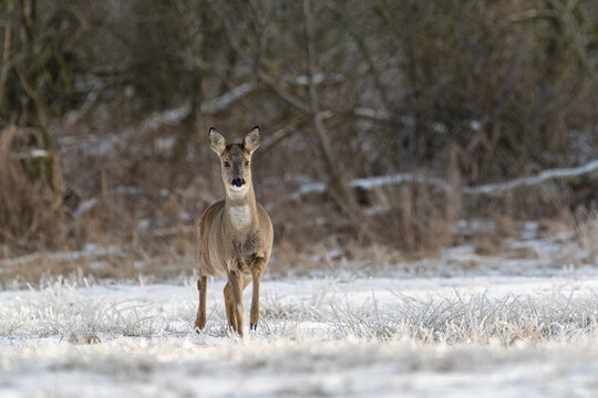 Rehwild in der Winterlandschaft