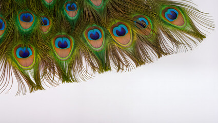 Fototapeta premium Border of Elegant Peacock Feathers with Iridescent Eye Patterns on White Background