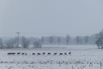 Ein Sprung Rehwild in der Winterlandschaft © Klaus