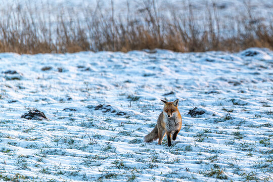 Fuchs in der Winterlandschaft