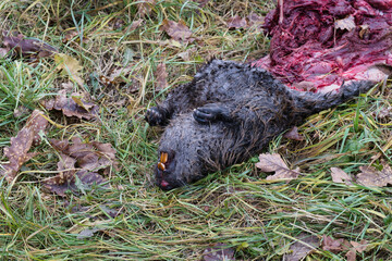 Decomposed wild boar carcass with exposed tissue and blood on damp ground and leaves