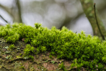 Healthy forest environment featuring detailed moss and softfocus branches