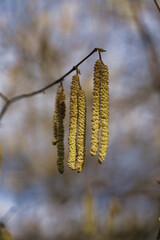 Creamy background highlights pollencoated male flowers on slim hazel branches