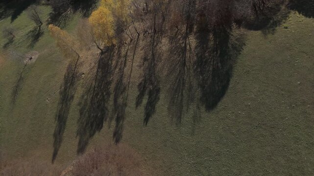 Gorgeous Long Tree Shadows and Vibrant Late Autumn Foliage on Green Meadow Sunny Poiana Marului Cinematic Overhead Tracking Drone Shot 4K Ungraded Log