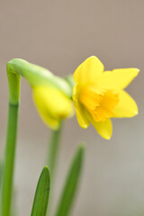 Cheerful garden scene featuring yellow daffodil with glowing petals and pollen details