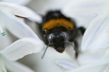 Macro Close-Up of Bumblebee on White Flower