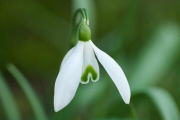Intricate scene showcasing fragile early bloom surrounded by serene greenery and dew