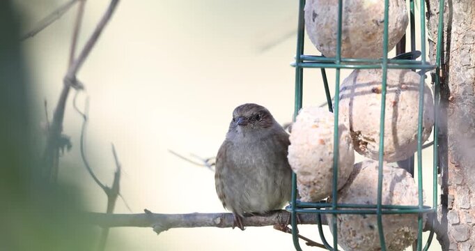 (Prunella modularis) feeding on a suet fat ball hanging from a tree branch.