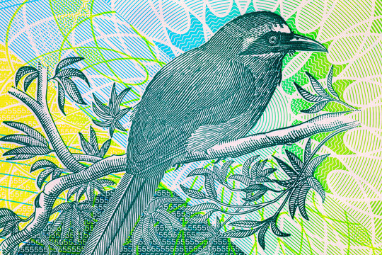 Blue crowned Motmot Bird Detail on 5 Dollars Trinidad and Tobago Currency. Plastic money Trinidad and Tobago.