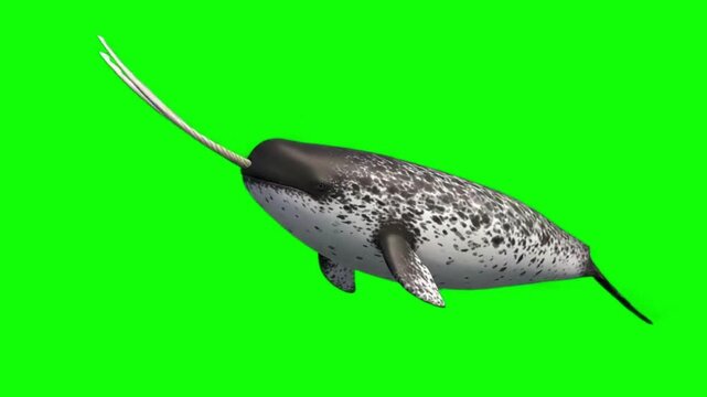 Realistic Narwhal Swimming on Green Screen Background, 3D Marine Life Animation, 4K Arctic Whale CGI