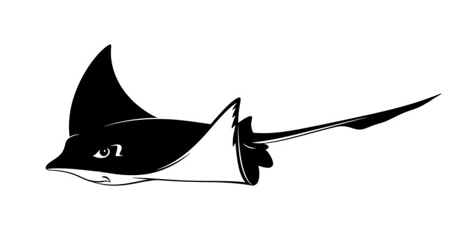 Black and white eagle sting ray.