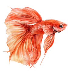 Fototapeta premium watercolor of Betta Fish illustration graphic, isolated on a white background.