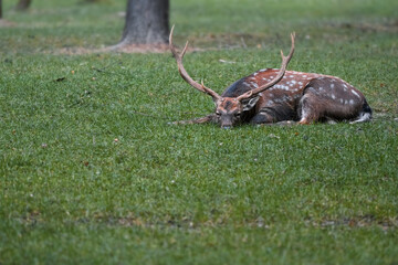 Obraz premium A deer with beautiful antlers lies on the green grass. The deer's eyes are sad.