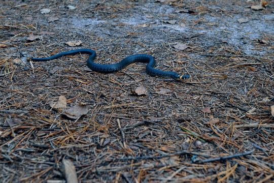 A black snake wriggles through dry pine needles. A dangerous snake with its head raised.