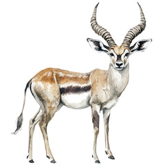 Antelope, watercolor vector portraying a joyful pose with colorful highlights, isolated on a white background. © trovexa