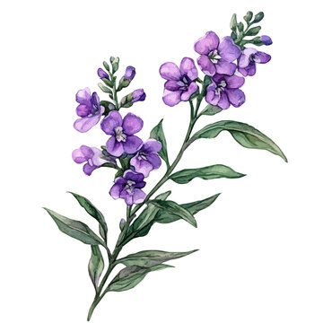 watercolor painting of Angelonia Branch, isolated on a white background.