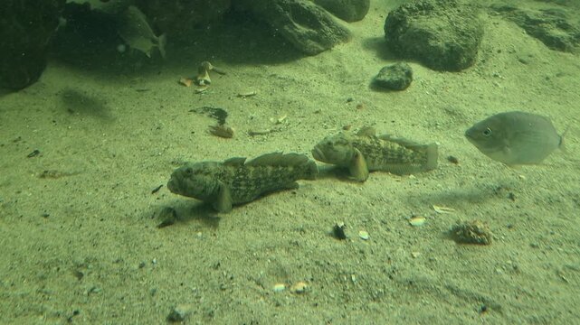 Goby fish resting on a sandy seabed. Two camouflaged gobies are in the foreground, with other fish swimming above a rocky and sandy underwater habitat