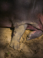 Obraz premium Hippopotamus (Hippopotamus amphibius) skin texture and leg close-up