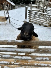 Domestic sheep standing in a snowy enclosure at Hutsul Land ethnopark in Bukovel, Ukraine. Winter farm scene in the Carpathians with rustic fences, mountain atmosphere, and rural heritage.