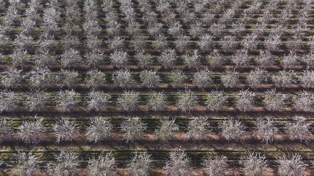 Traves&iacute;a primaveral cruzando un oc&eacute;ano de almendros en flor