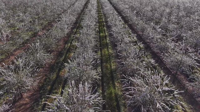 Ritmo floral entre filas de almendros en primavera