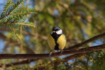 Obraz premium A small tit bird is perched on a branch of a tree