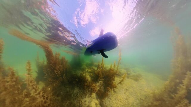 Underwater Angle Of Paddle Board Passing Above Seaweed With Split Light And Moving Water Surface Creating Dynamic Ocean Recreation Scene