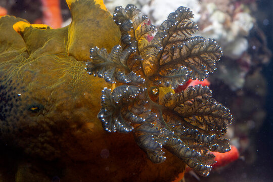 Gill of Sea slug Marbeled doris - Dendrodoris limbata black wersion crawling underwater. Alghero, Sardinia, Italy