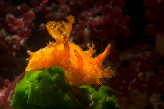 Tasseled Kaloplocamus (Kaloplocamus ramosus) Mediterranean sea, Sardinia, Italy. Circumtropical, orange or red, dorsum with four pairs of ramified lateral appendages 