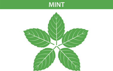Mint Leaf Botanical Vector Illustration with Fresh Green Herbal Plant Symbol for Organic Food Packaging Natural Medicine and Eco Friendly Design © MDSOBUJ