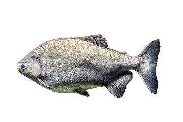 Obraz premium tambaki (piaractus brachypomus) isolated on a white background