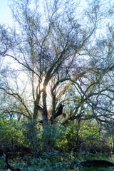Fototapeta premium Backlit shot of Foothill Palo Verde Tree Canopy, Parkinsonia microphylla, with sun shining directly thru its canopy and Brittlebush shrubs, Encelia farinose, in North Mountain park desert preserve, Ph