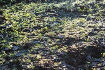 Backlit natural background of desert floor vegetation and rocks covered in slight morning dew, North Mountain Park desert preserve, Phoenix, Arizona; backlit shot