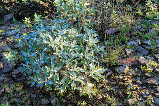 Close-up of silvery-green brittlebush, Encelia farinose, plant with some drops of morning dew growing in North Mountain Park desert preserve, Phoenix, Arizona