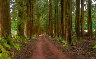 Fototapeta premium Dense forest in Viveiro da Falca, Terceira Island, Azores, with moss-covered tree trunks creating a lush green woodland atmosphere in this natural reserve