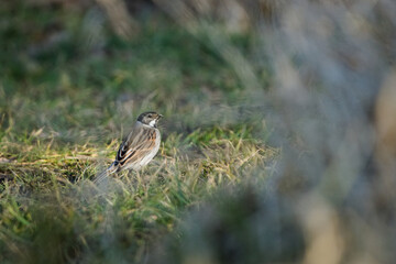 Fototapeta premium Reed bunting (Emberiza schoeniclus) perched on the ground in natural habitat, common wetland bird in Czech Republic