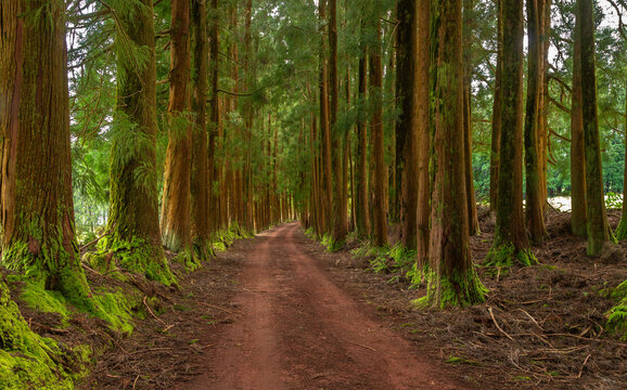 Dense forest in Viveiro da Falca, Terceira Island, Azores, with moss-covered tree trunks creating a lush green woodland atmosphere in this natural reserve