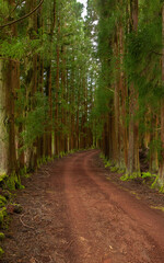 Naklejka premium Dense forest in Viveiro da Falca, Terceira Island, Azores, with moss-covered tree trunks creating a lush green woodland atmosphere in this natural reserve